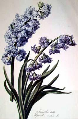 Cornelis van Spaendonck Prints Hyacinth oil painting picture